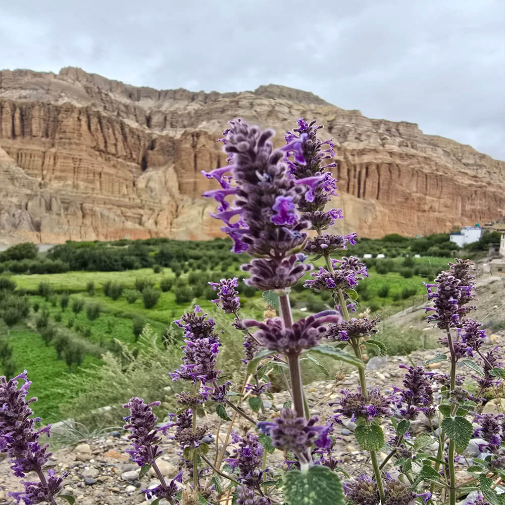 Upper Mustang Trek Itinerary