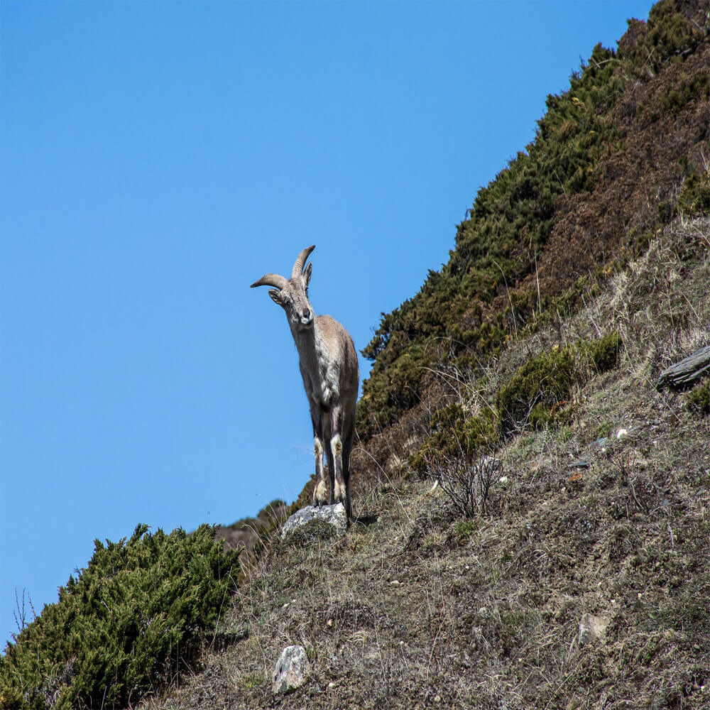 Manaslu Region Trekking cost