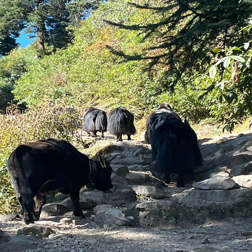 Short Manaslu Treks and Alternatives