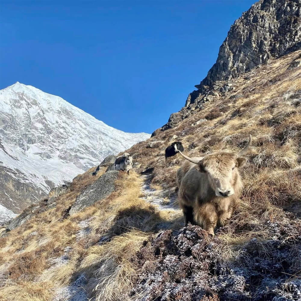 Langtang Valley Trek Cost