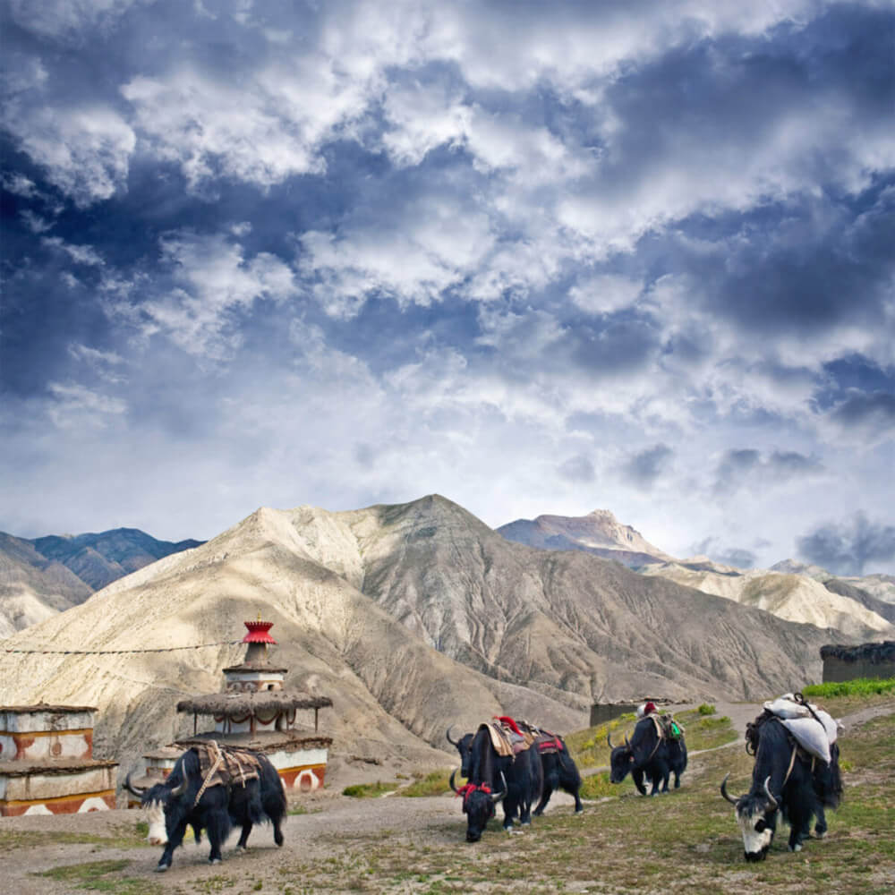 Upper Dolpo Trek Cost